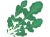 ルッコラ(png・CSeps）