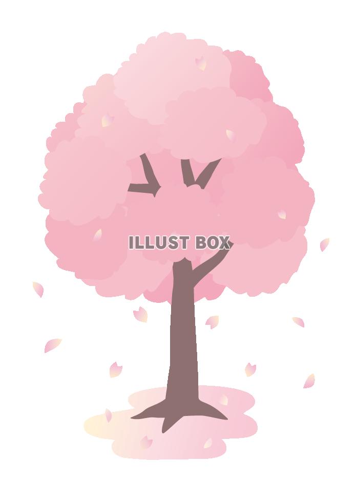桜咲く