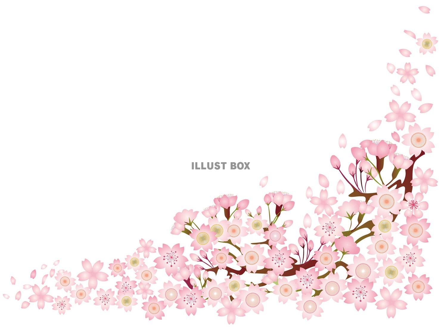お花桜さくらサクラ春植物満開お花見ホワイトデー三月３月3月四...