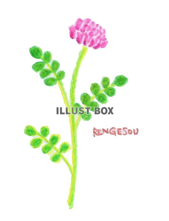 無料イラスト 野の花スケッチ れんげ草