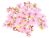 PNG　桜