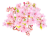 PNG　桜