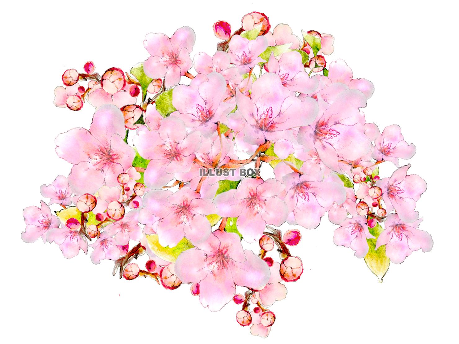 無料イラスト Png 桜