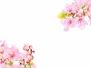 さくら