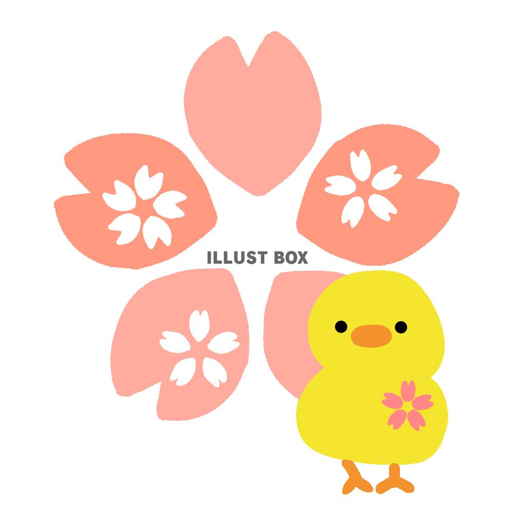 ひよこと桜イラスト 透過png