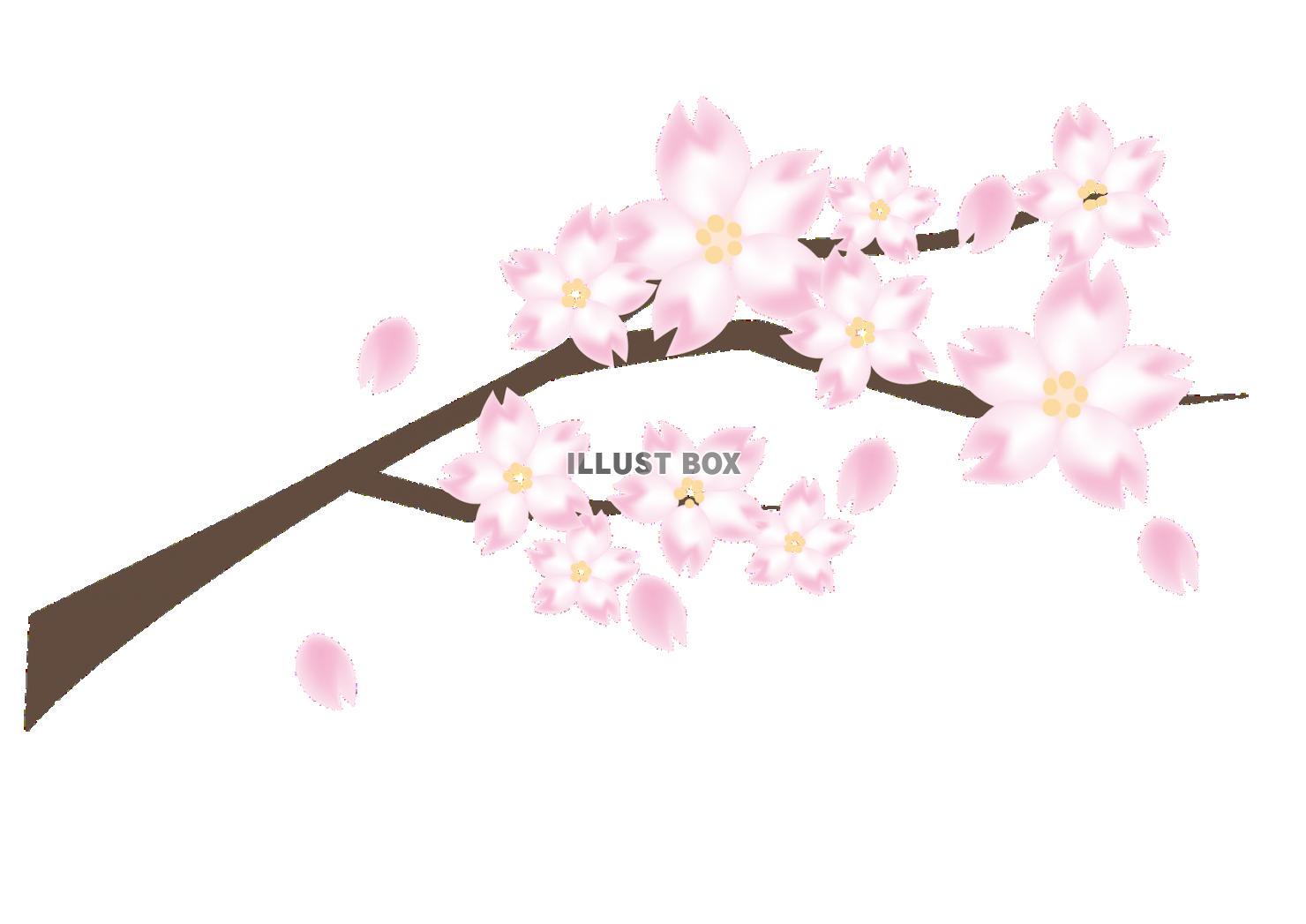 美しい花の画像 ベスト50 桜の木 イラスト