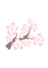 桜の木C