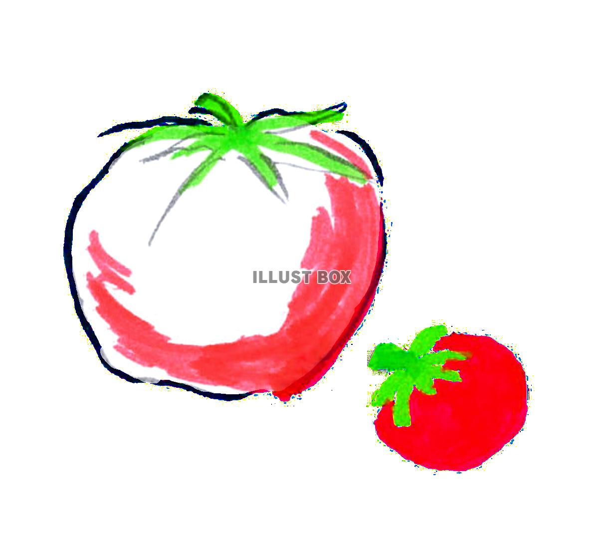 トマト（繊細）