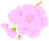 八重桜（薄い色）１