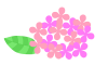 アジサイの花　透過png