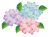 アジサイのイラスト