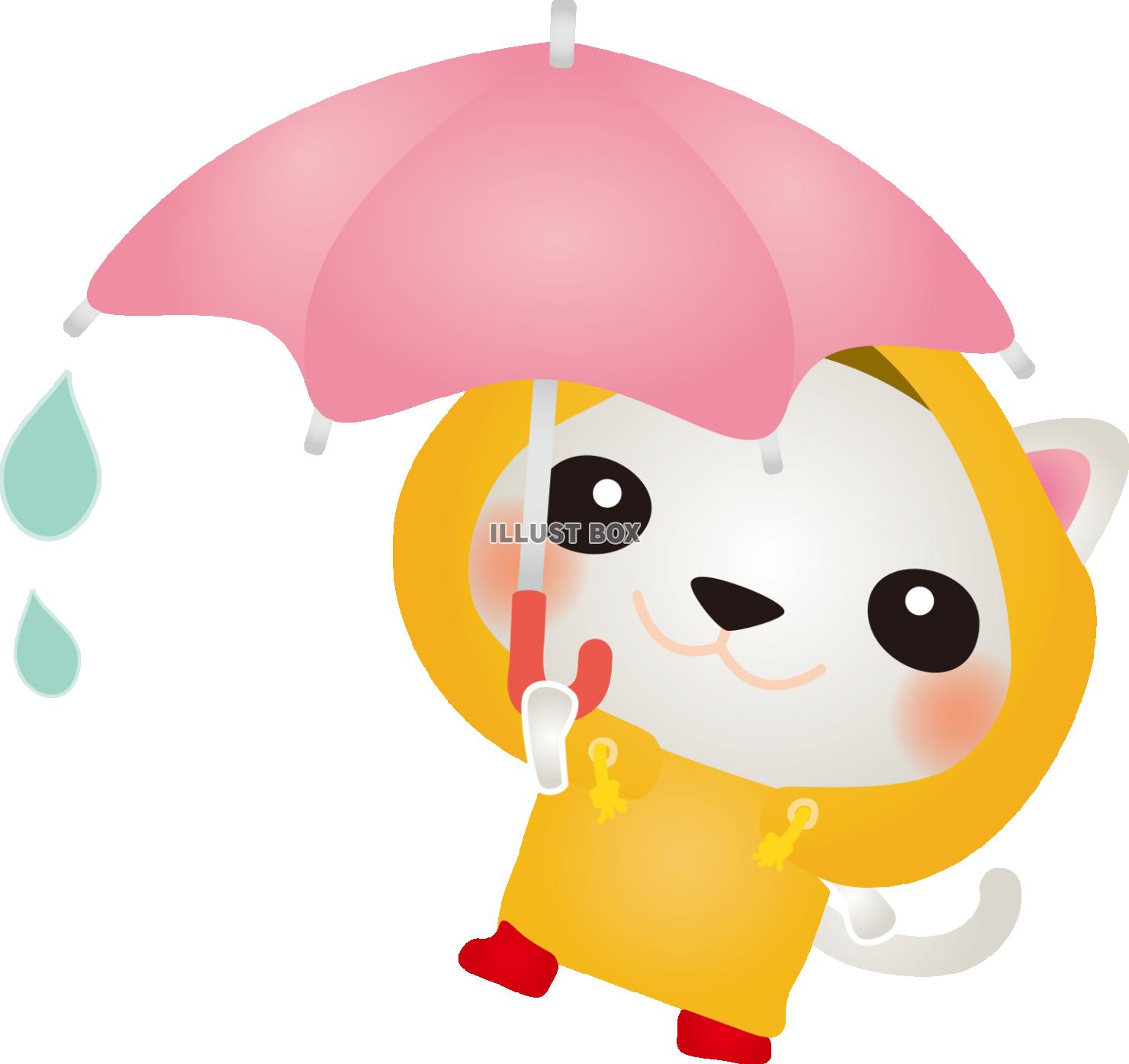 雨の日白ねこ