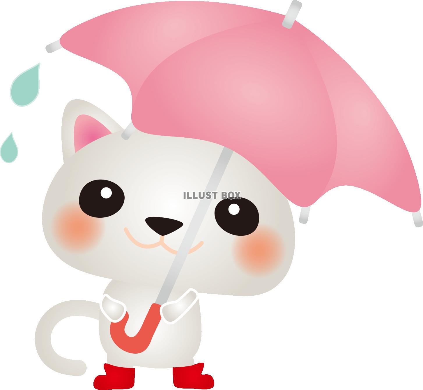 雨の日白ねこ