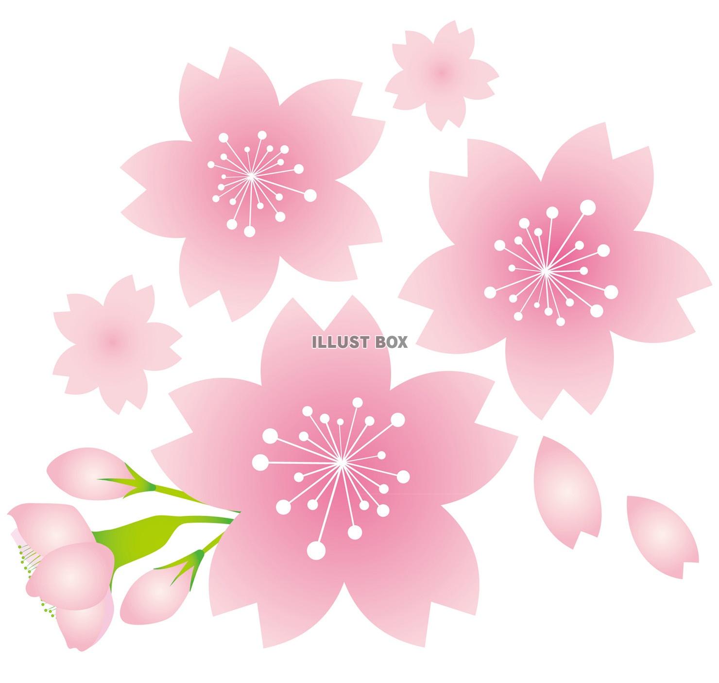 無料イラスト お花桜の花さくらの花サクラの花春植物満開お花見季節感春の花ア