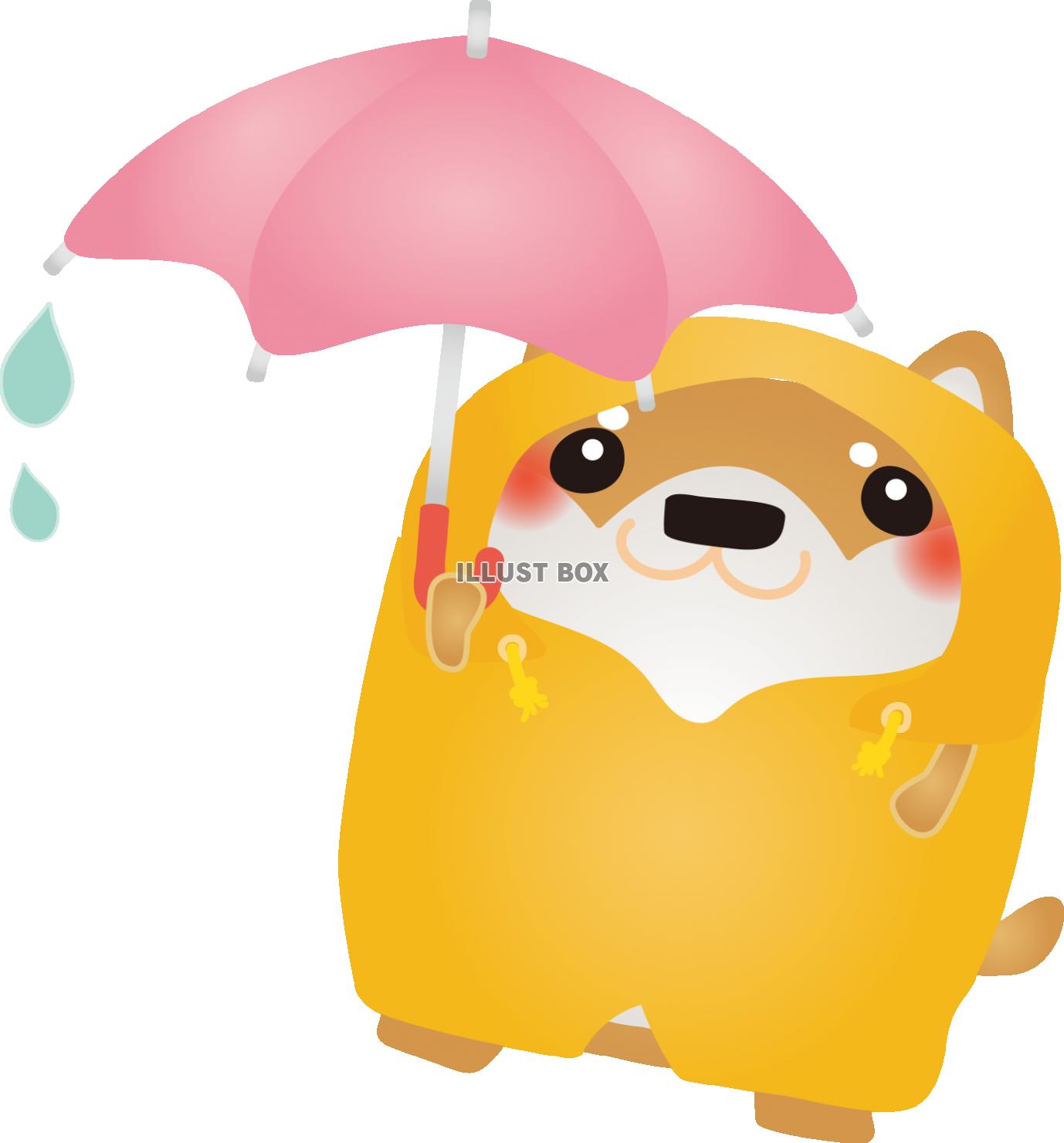 柴犬雨の日