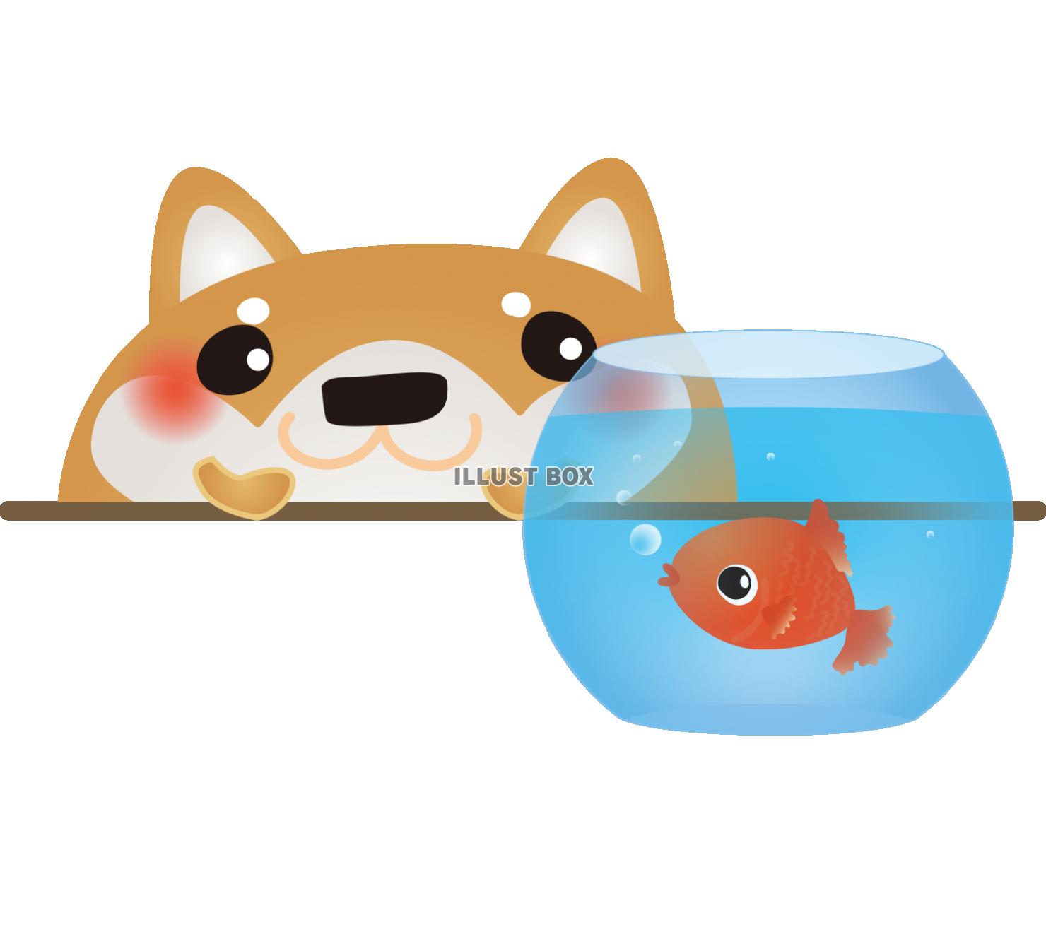 柴犬金魚いっしょ