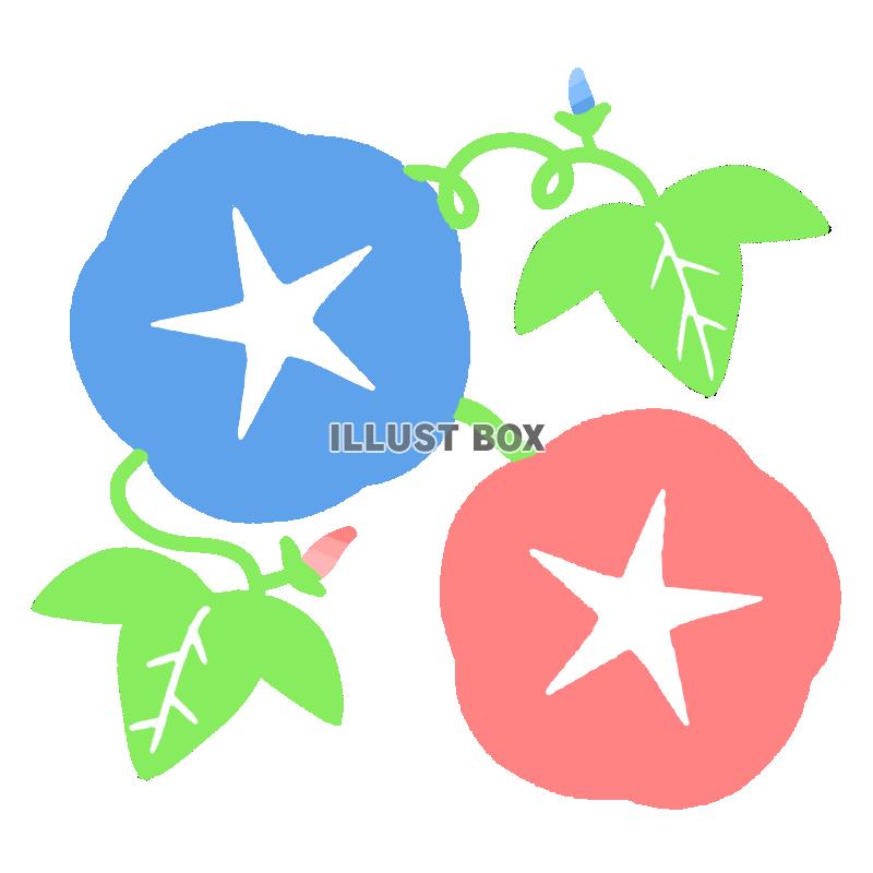アサガオ　透過png