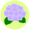 紫陽花（緑色の枠）