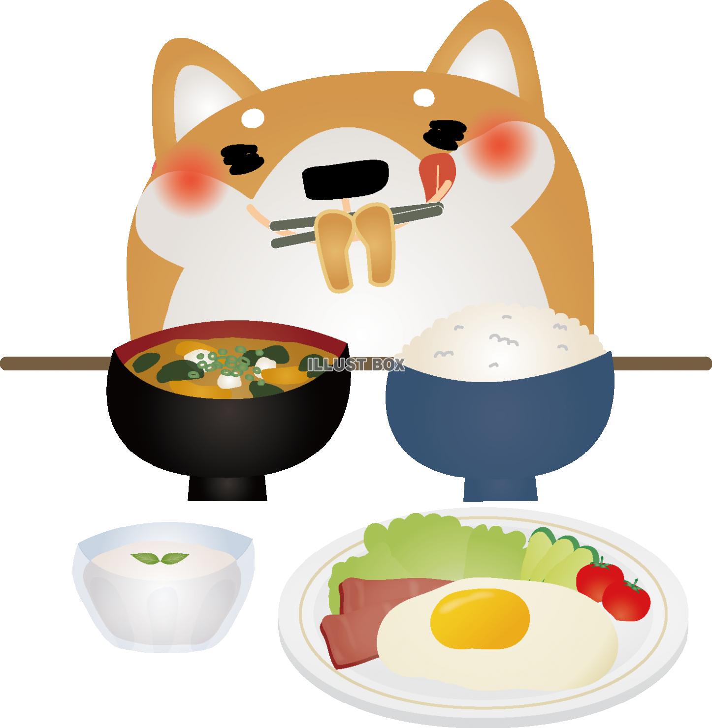 柴犬和朝食