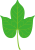 アサガオの葉