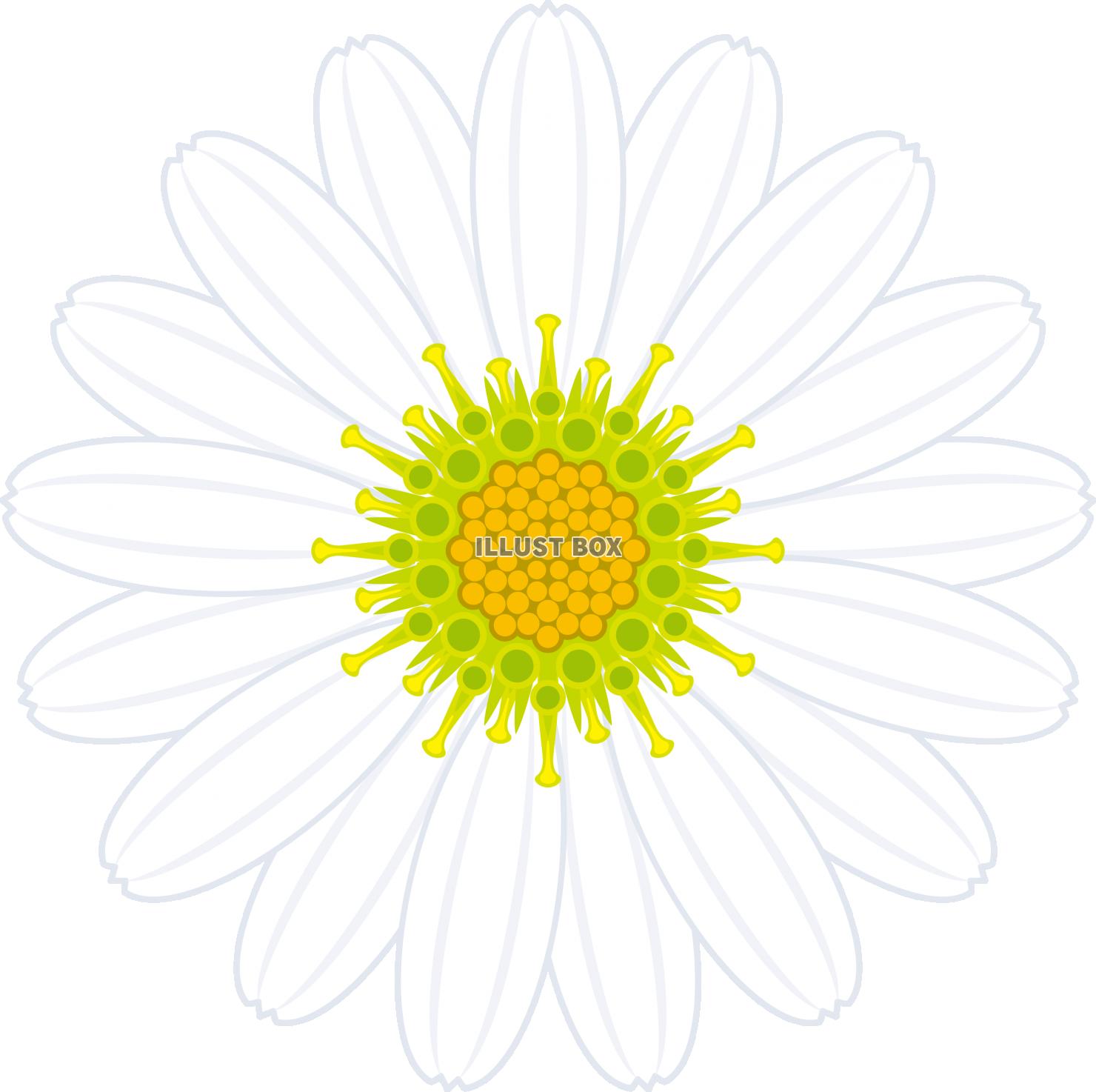 花　フラワー　ノジギク