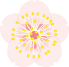 花　フラワー　梅の花　白梅