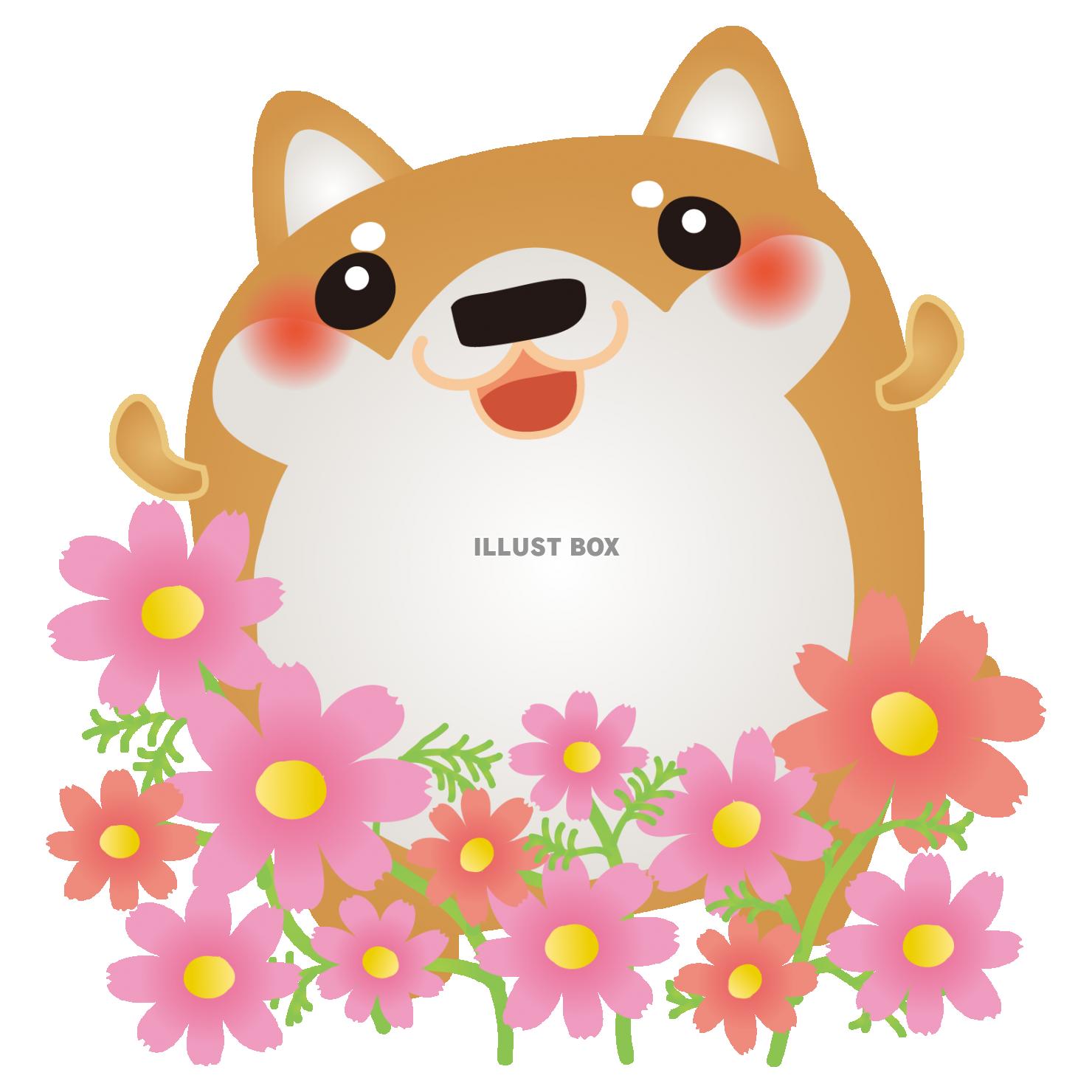 柴犬コスモス
