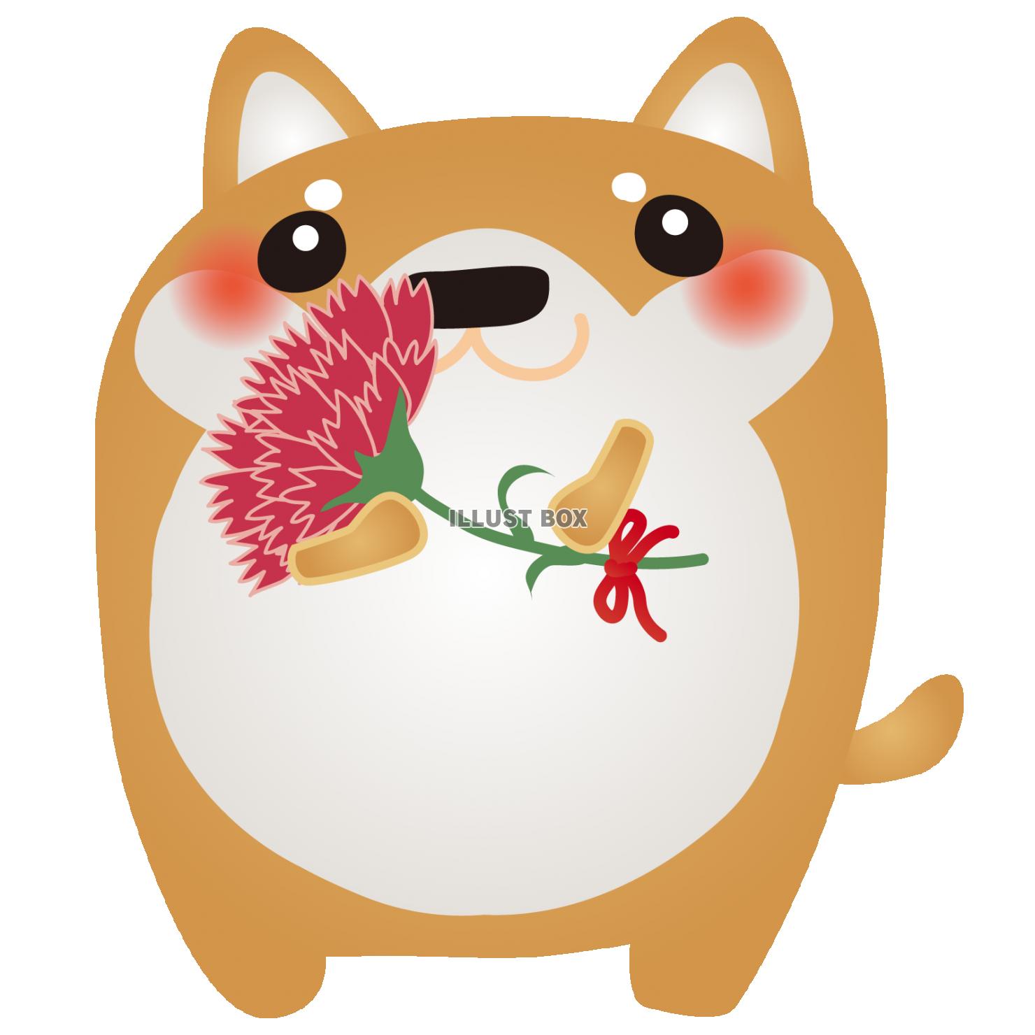 柴犬カーネーション