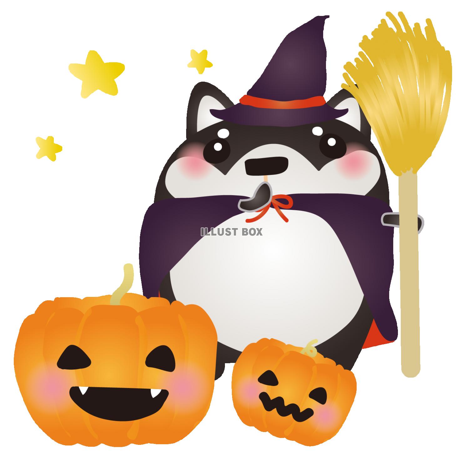 黒柴ハロウィン1