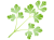 イタリアンパセリ(png・CSeps・zip）