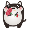 黒柴カーネーション