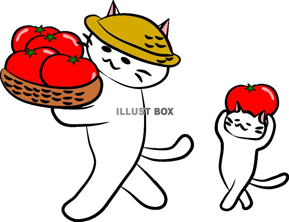 にゃんこさんトマトの収穫【PNG】