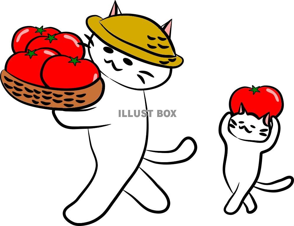 にゃんこさんトマトの収穫【JPG】