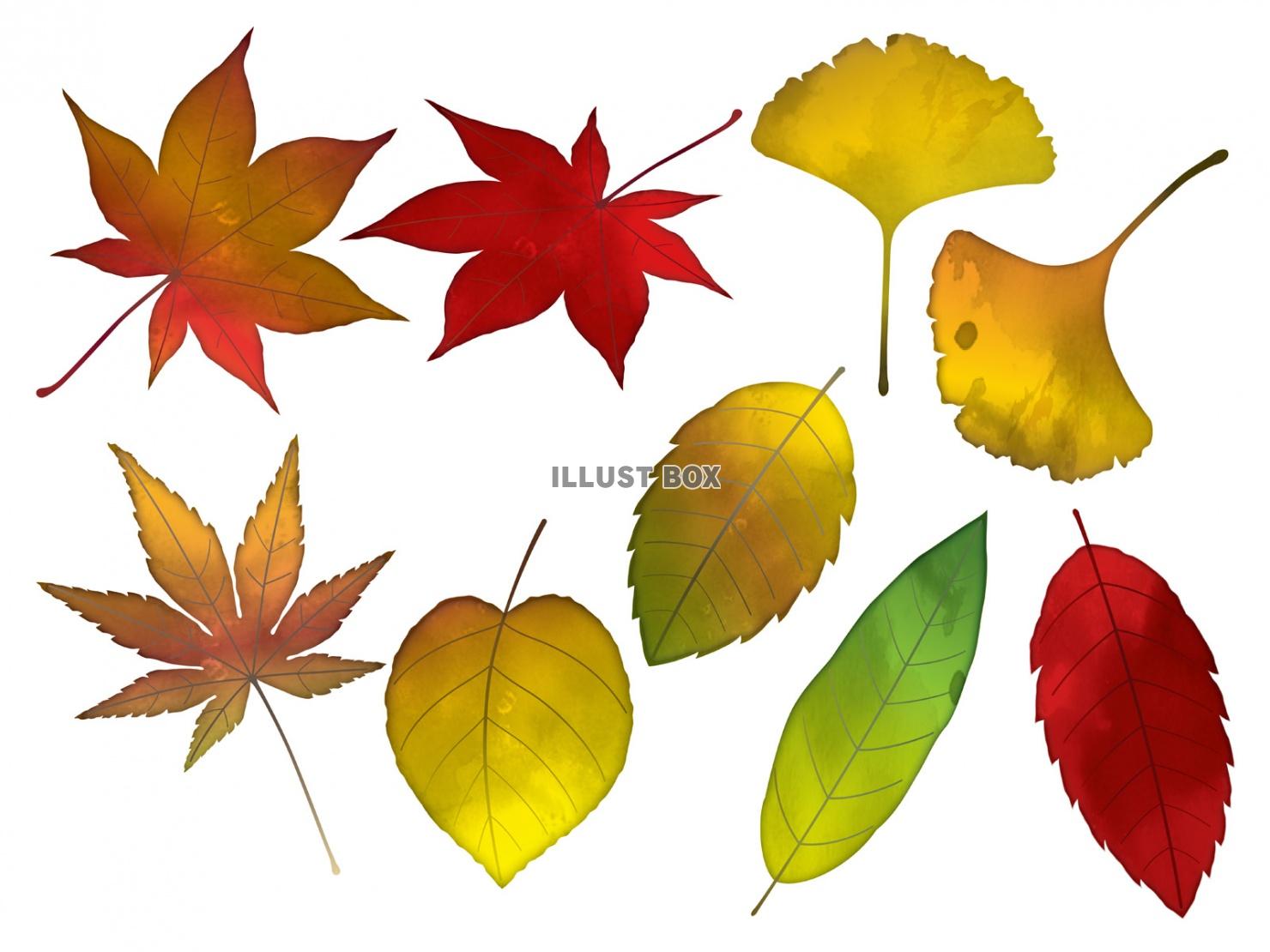 無料イラスト 水彩風 秋の紅葉セット1