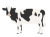 牛