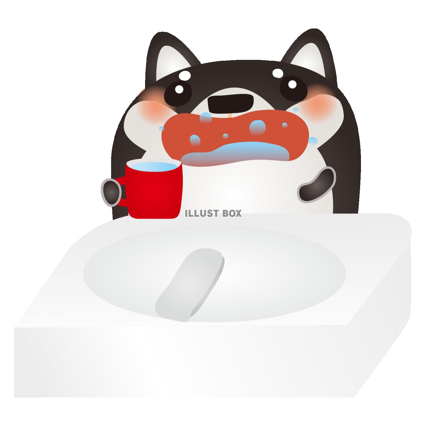 黒柴うがい