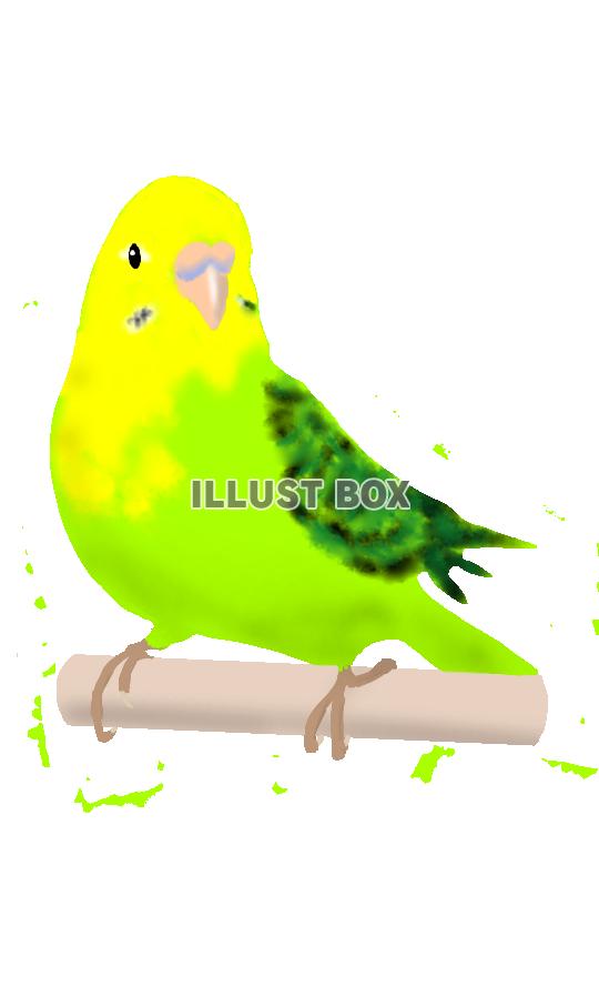 50 インコ 可愛い イラスト イラスト画像検索エンジン