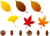 秋のイメージ　紅葉　ドングリ　セット