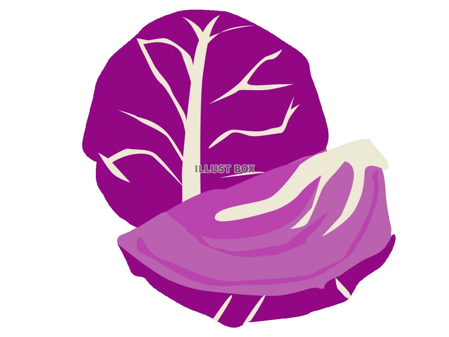 紫キャベツ