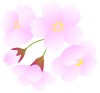 さくらの花とつぼみ３