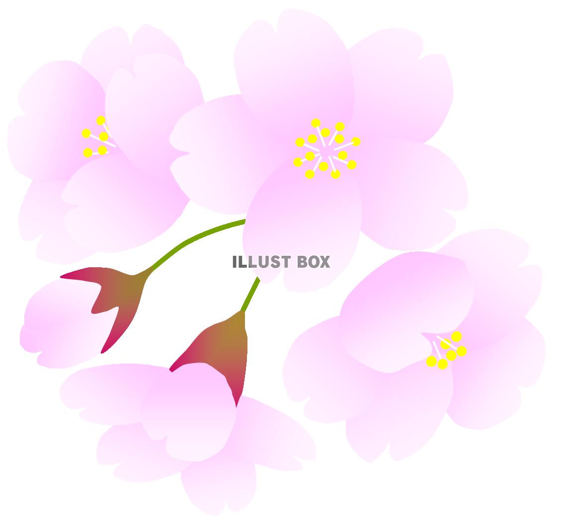 さくらの花とつぼみ３