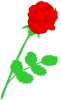 真っ赤なバラ（１本）