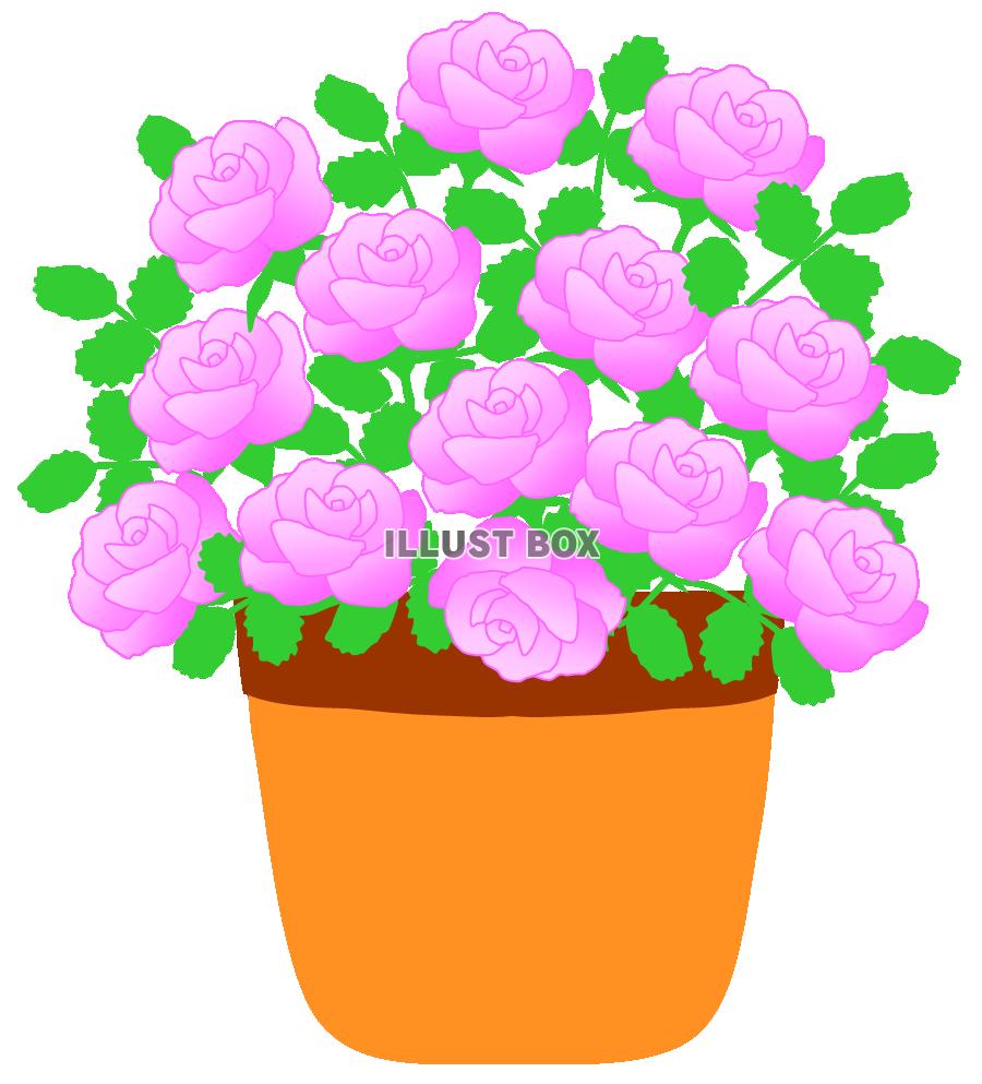 無料イラスト 鉢植えのミニ薔薇
