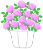白い鉢植えのミニ薔薇