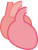 内臓　心臓