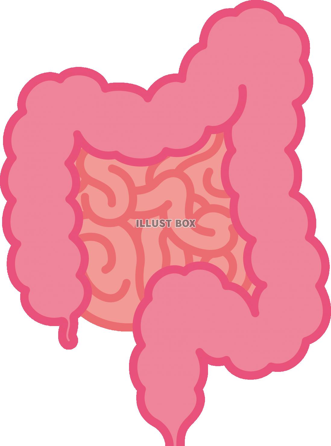 内臓　腸