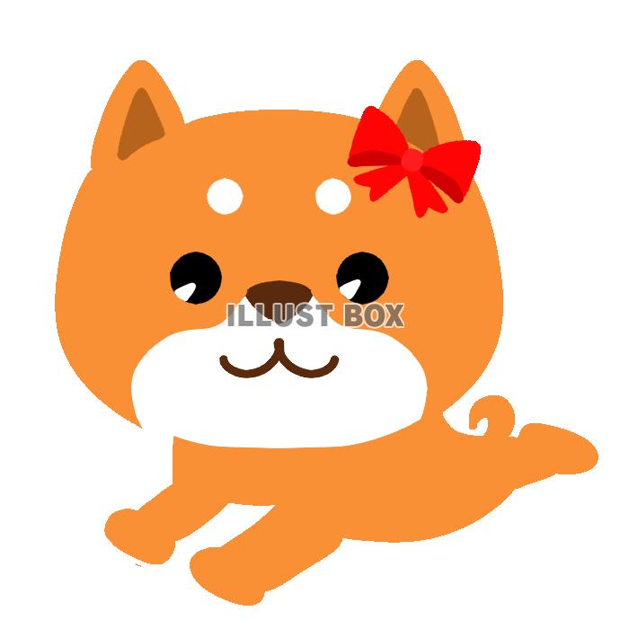 リボンを付けた柴犬　透過png