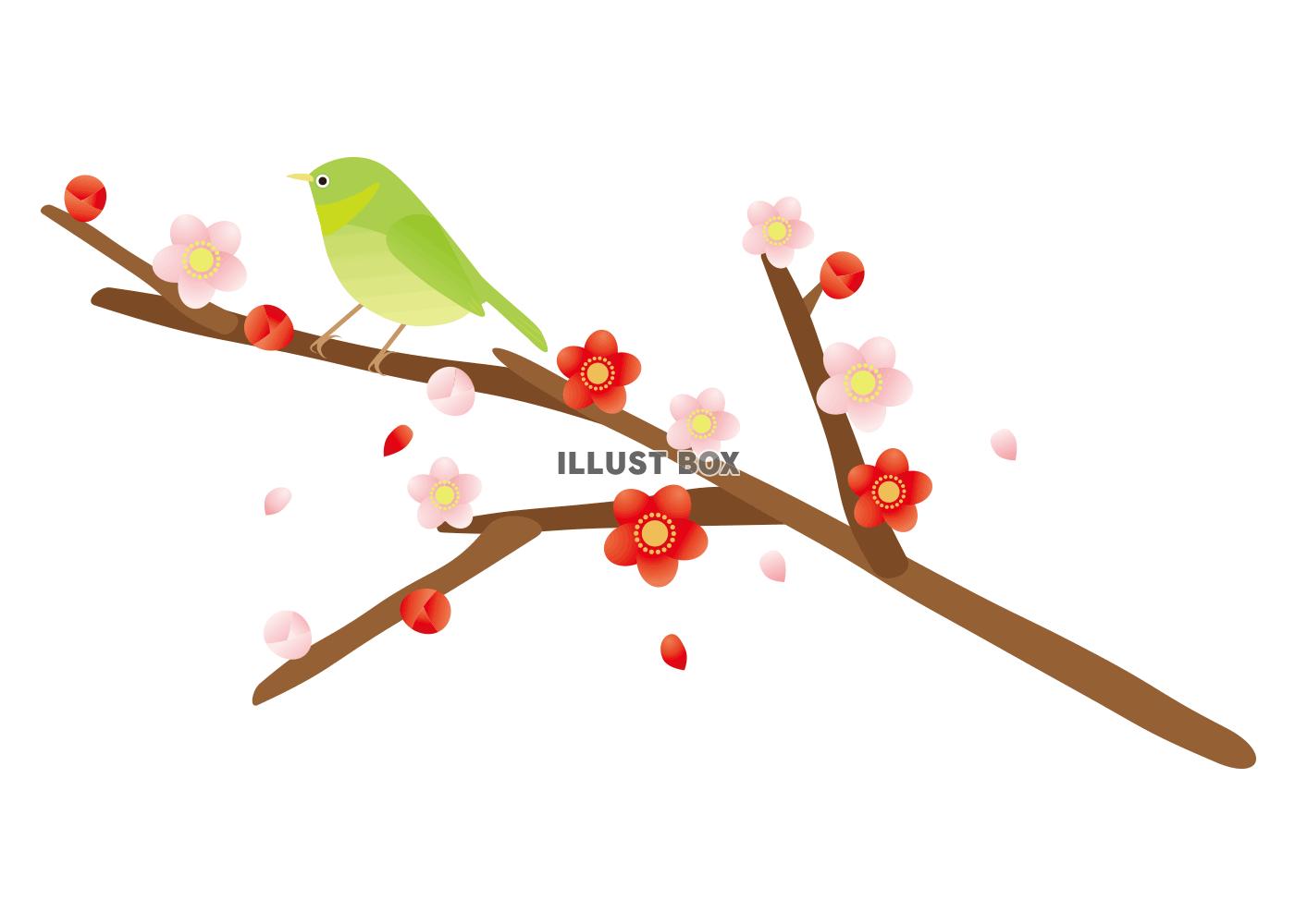 梅と春の鳥☆
