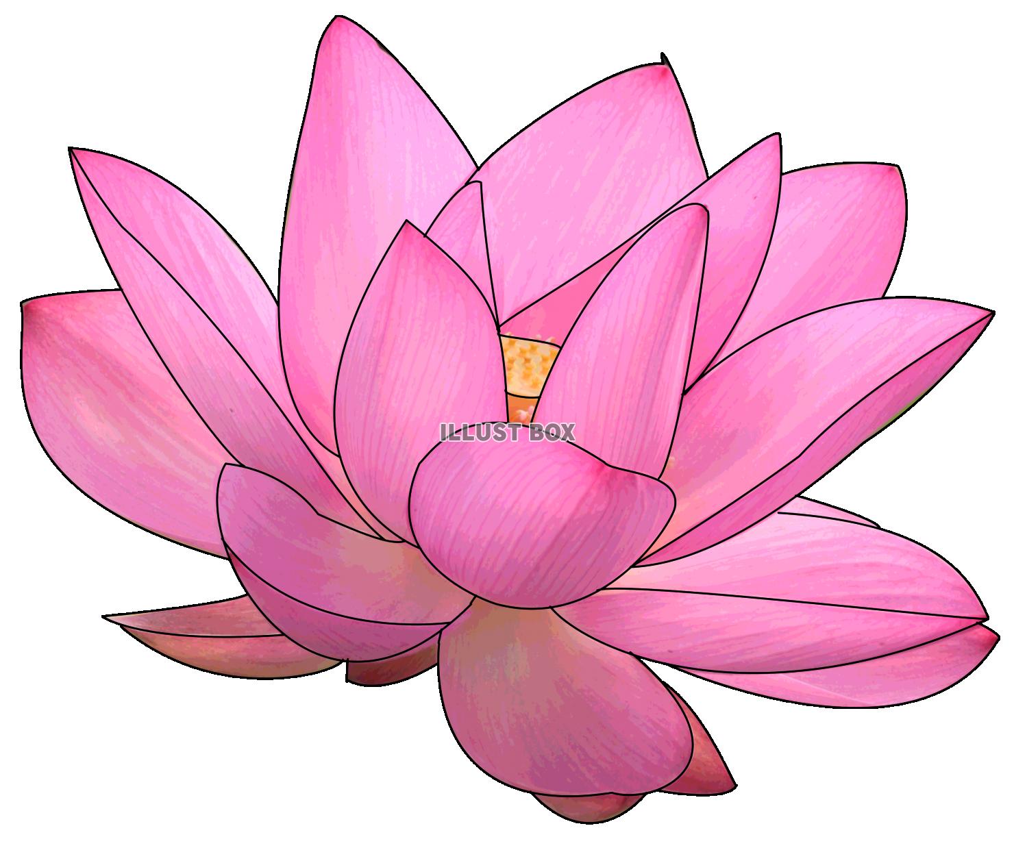 無料イラスト Lotus