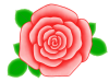 バラの花のワンポイントイラスト背景素材。透過PNG